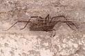 Tegenaria_parietina_D6167_Z_85_Les Gris_Frankrijk